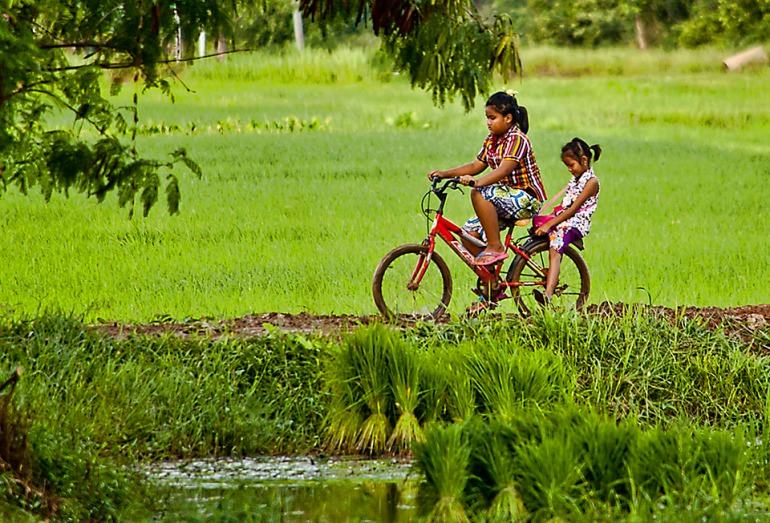Cycling Through The Rice Fields